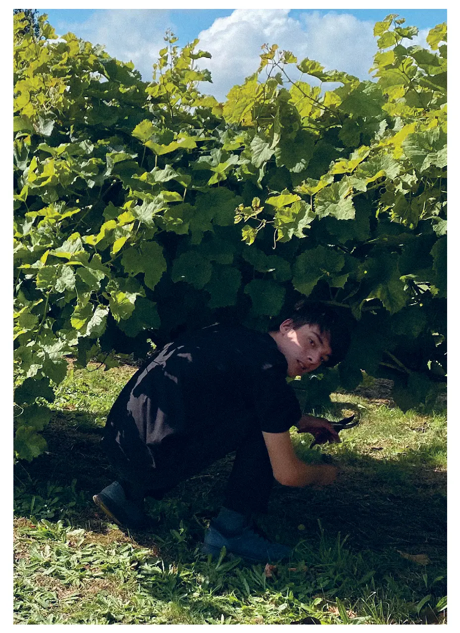 Person attending grape vines
